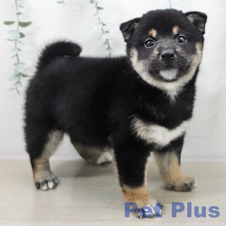 山形県の柴犬(標準サイズ) (ペットプラス 天童店/2025年10月9日生まれ/男の子/黒)の子犬の2枚目の画像