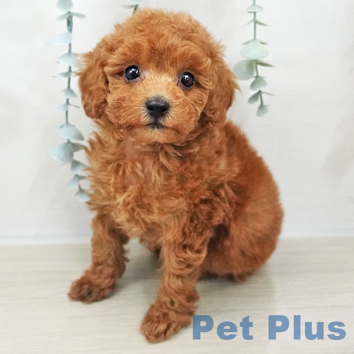 トイ・プードル