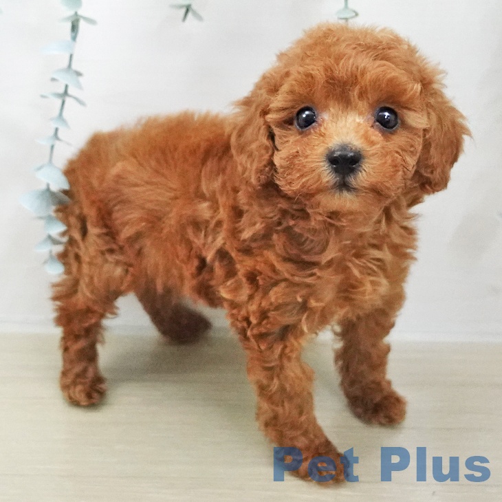 トイ・プードル