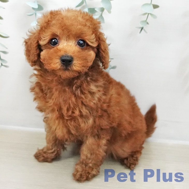 神奈川県のトイプードル(トイ) (ペットプラス アミーゴ藤沢店/2025年10月8日生まれ/男の子/レッド)の子犬の1枚目の画像