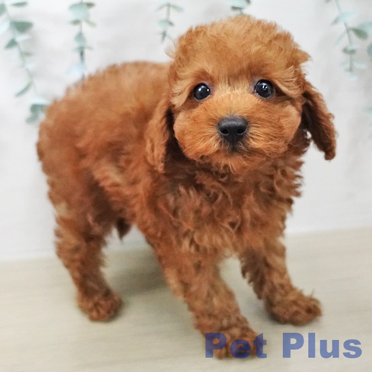 神奈川県のトイプードル(トイ) (ペットプラス アミーゴ藤沢店/2025年10月8日生まれ/男の子/レッド)の子犬の2枚目の画像