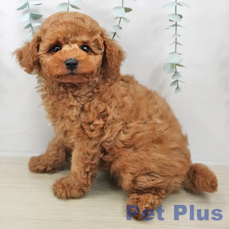 埼玉県のトイプードル(トイ) (ペットプラス 上尾店/2025年10月9日生まれ/男の子/レッド)の子犬