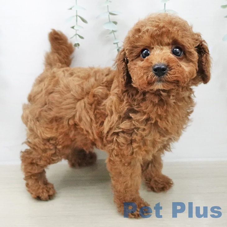 トイ・プードル