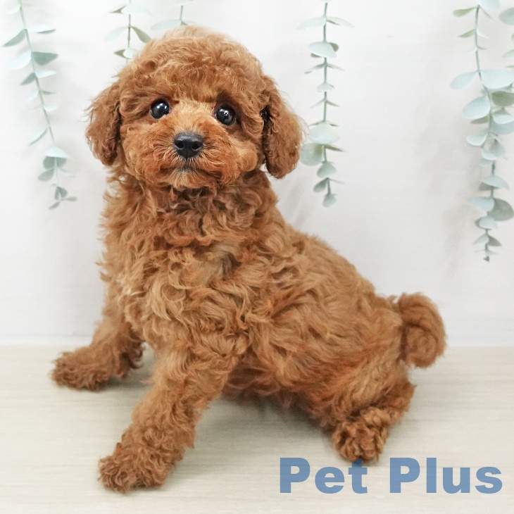 トイ・プードル