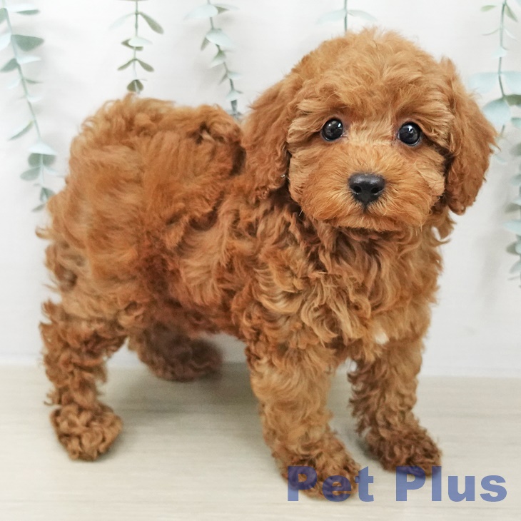 トイ・プードル