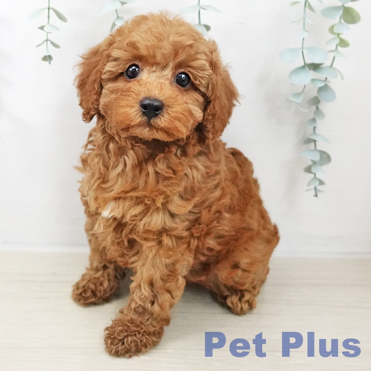 トイ・プードル