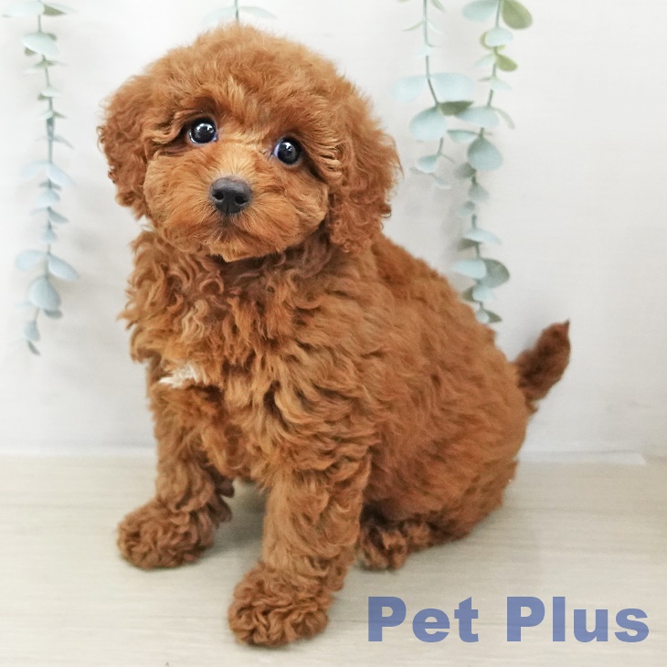 トイ・プードル