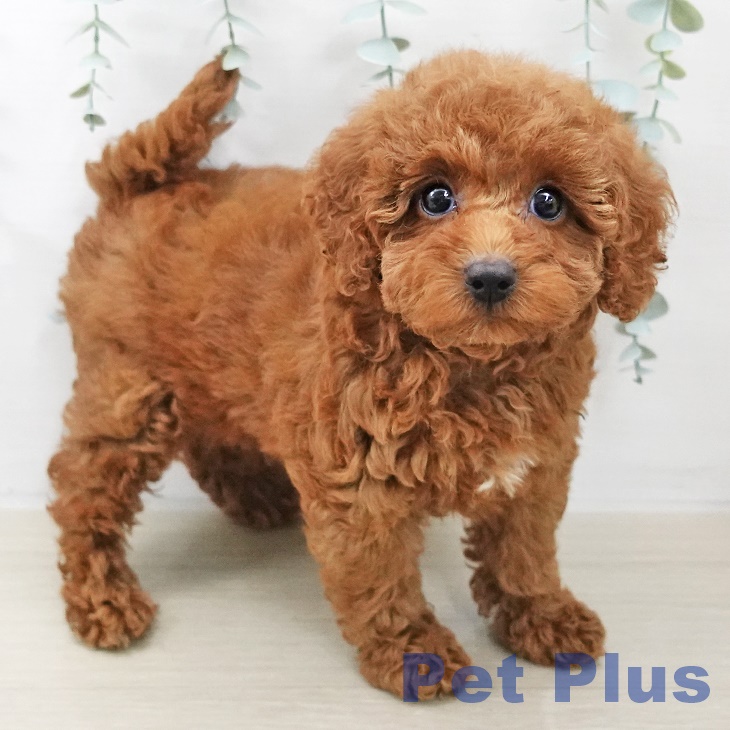 トイ・プードル