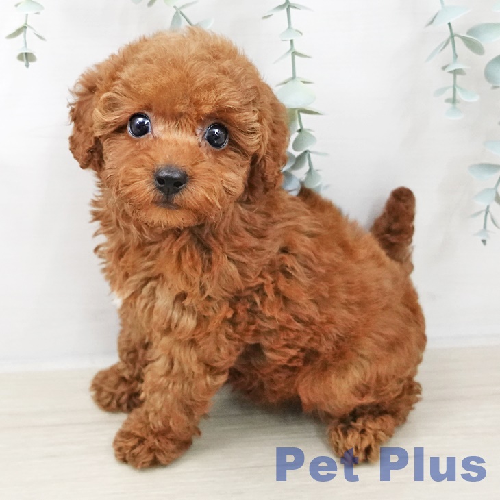 東京都のトイプードル(トイ) (ペットプラス MARK IS 葛飾かなまち店/2025年10月8日生まれ/女の子/レッド)の子犬