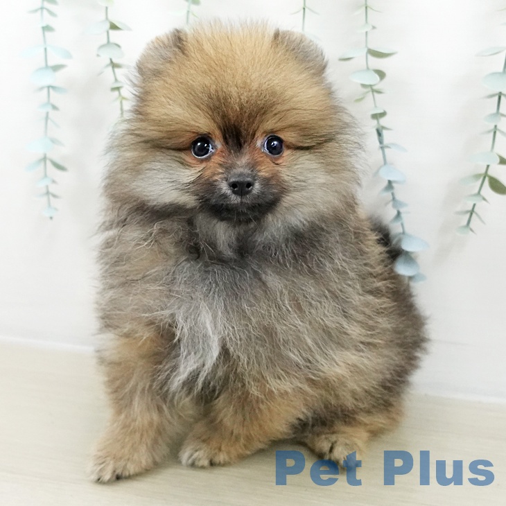 埼玉県のポメラニアン (ペッツワン 新座店/2025年10月1日生まれ/男の子/オレンジセーブル)の子犬