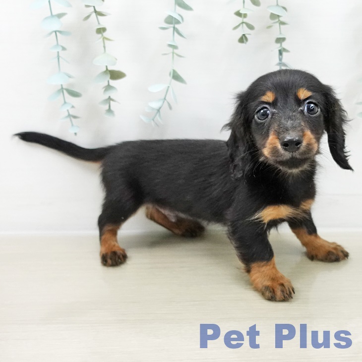 群馬県のカニンヘンダックスフンド(ロング) (ペットプラス イオンモール太田店/2025年10月5日生まれ/男の子/ブラックタン)の子犬の1枚目の画像