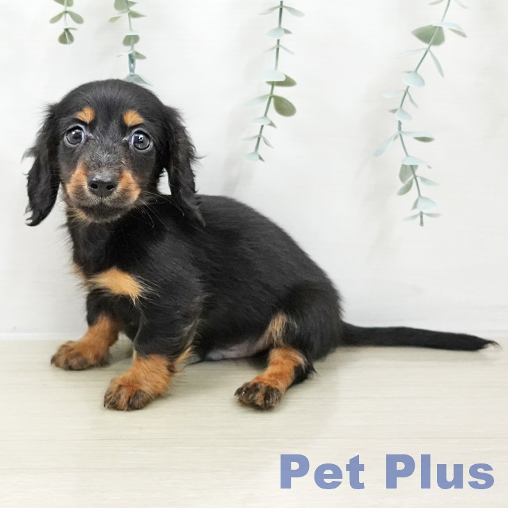 群馬県のカニンヘンダックスフンド(ロング) (ペットプラス イオンモール太田店/2025年10月5日生まれ/男の子/ブラックタン)の子犬の2枚目の画像