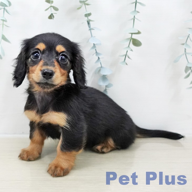 埼玉県のカニンヘンダックスフンド(ロング) (ペッツワン 吉川美南店/2025年10月5日生まれ/女の子/ブラックタン)の子犬の1枚目の画像