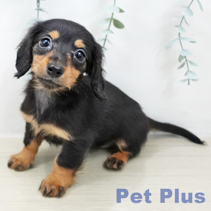 埼玉県のカニンヘンダックスフンド(ロング) (ペットプラス 上尾店/2025年10月5日生まれ/女の子/ブラックタン)の子犬の1枚目の画像