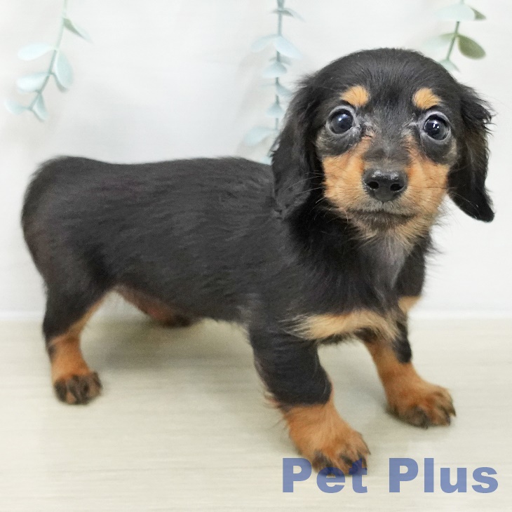 埼玉県のカニンヘンダックスフンド(ロング) (ペットプラス 上尾店/2025年10月5日生まれ/女の子/ブラックタン)の子犬の2枚目の画像