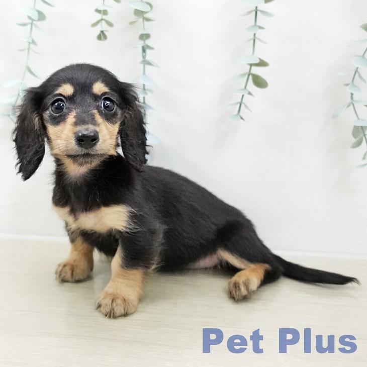 カニーンヘン・ダックスフンド