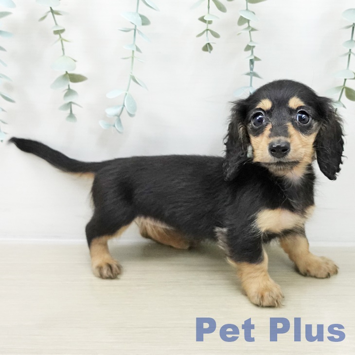 山形県のカニンヘンダックスフンド(ロング) (ペットプラス 天童店/2025年10月5日生まれ/女の子/ブラックイエロー)の子犬の2枚目の画像