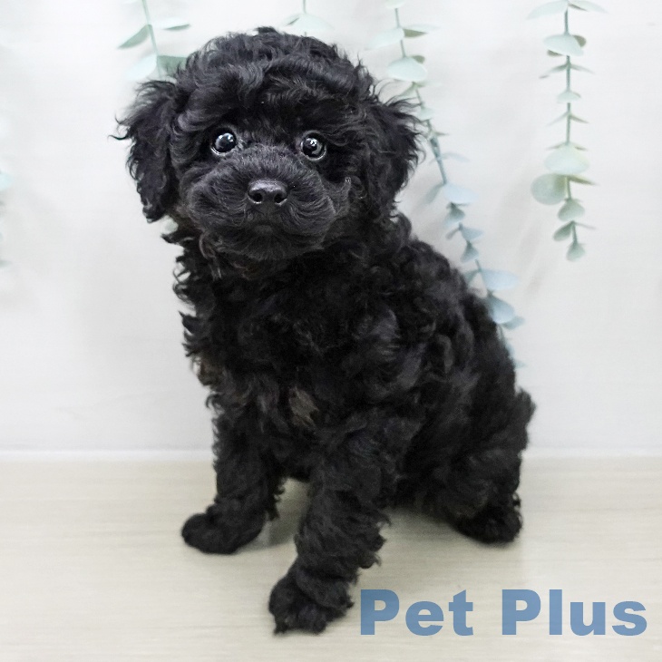 トイ・プードル