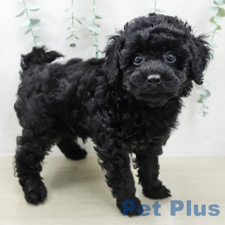 トイ・プードルの写真2