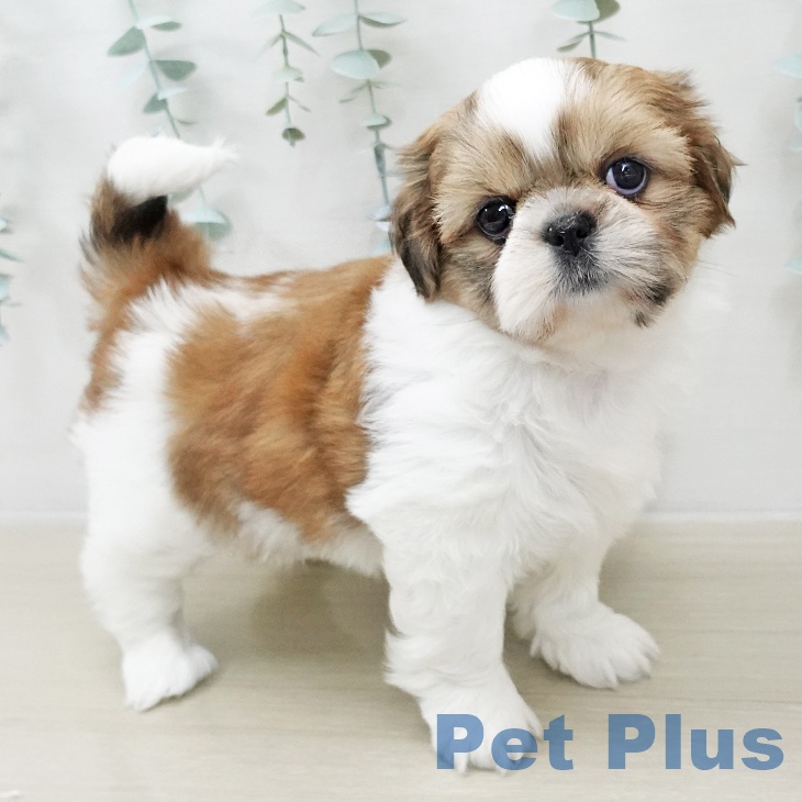 東京都のシーズー (ペットプラス 東久留米店/2025年10月9日生まれ/女の子/ゴールドホワイト)の子犬