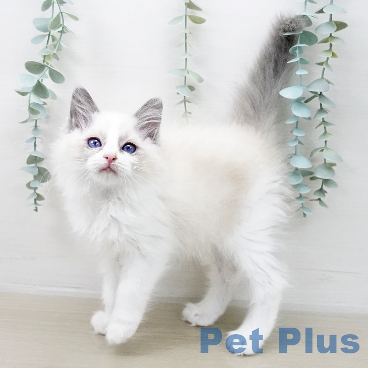 岩手県のラグドール (ペットプラス 盛岡南店/2025年10月8日生まれ/女の子/ブルーポイントバイカラー)の子猫の2枚目の画像