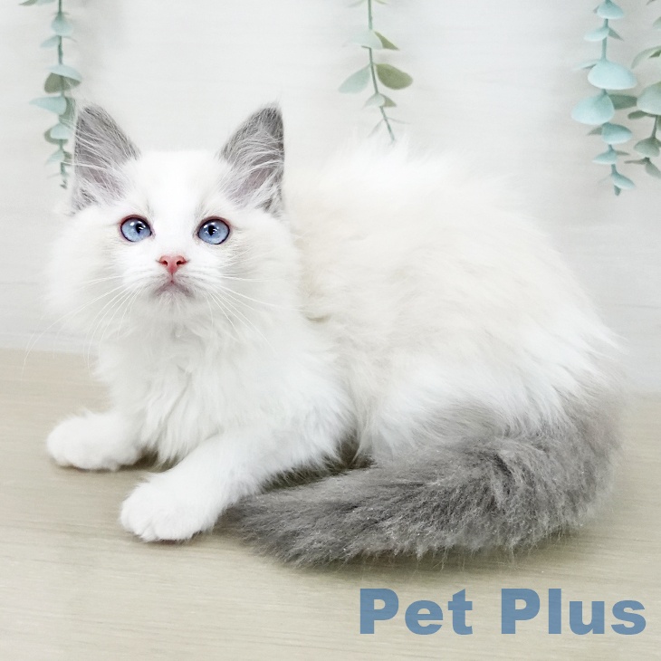 福島県のラグドール (ペットプラス イオンタウン郡山店/2025年10月8日生まれ/女の子/ブルーポイントバイカラー)の子猫の1枚目の画像