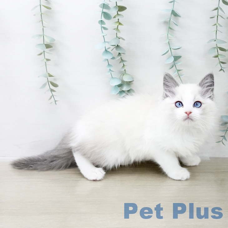 福島県のラグドール (ペットプラス イオンタウン郡山店/2025年10月8日生まれ/女の子/ブルーポイントバイカラー)の子猫の2枚目の画像