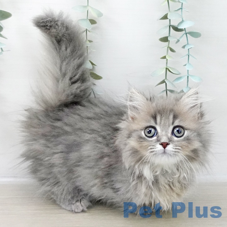 埼玉県のミヌエット (ペットプラス コクーンシティ店/2025年9月30日生まれ/女の子/シルバータビー)の子猫の1枚目の画像