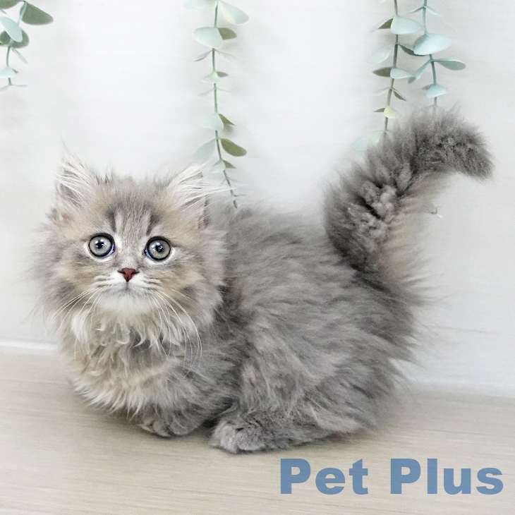 埼玉県のミヌエット (ペットプラス コクーンシティ店/2025年9月30日生まれ/女の子/シルバータビー)の子猫の2枚目の画像