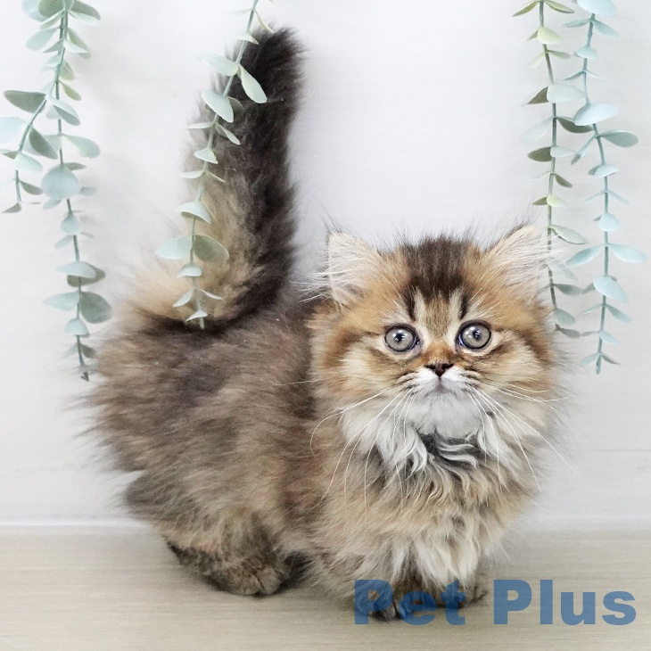 岩手県のミヌエット (ペットプラス 盛岡南店/2025年9月30日生まれ/女の子/ブラウンタビー)の子猫の1枚目の画像