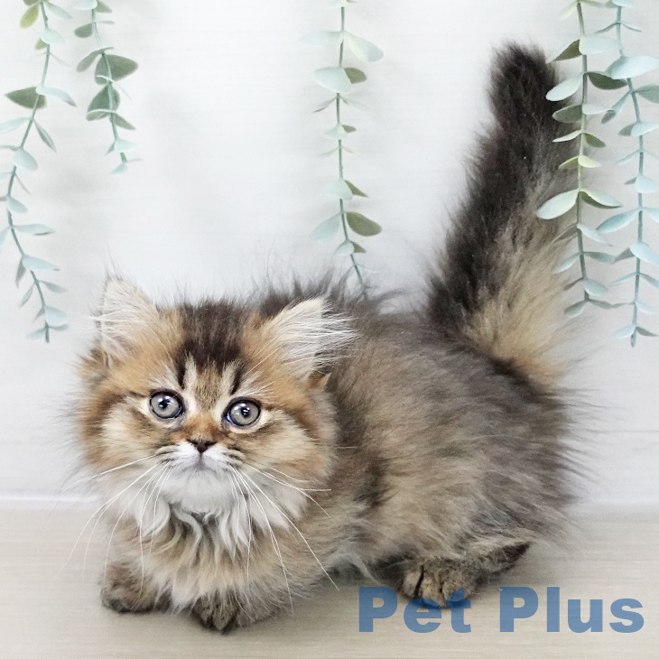 岩手県のミヌエット (ペットプラス 盛岡南店/2025年9月30日生まれ/女の子/ブラウンタビー)の子猫の2枚目の画像