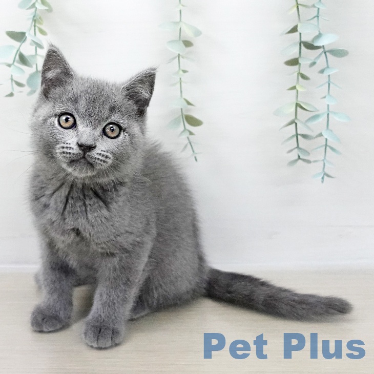 鳥取県のブリティッシュショートヘアー (ペッツワン 日吉津店/2025年10月7日生まれ/男の子/ブルー)の子猫の1枚目の画像