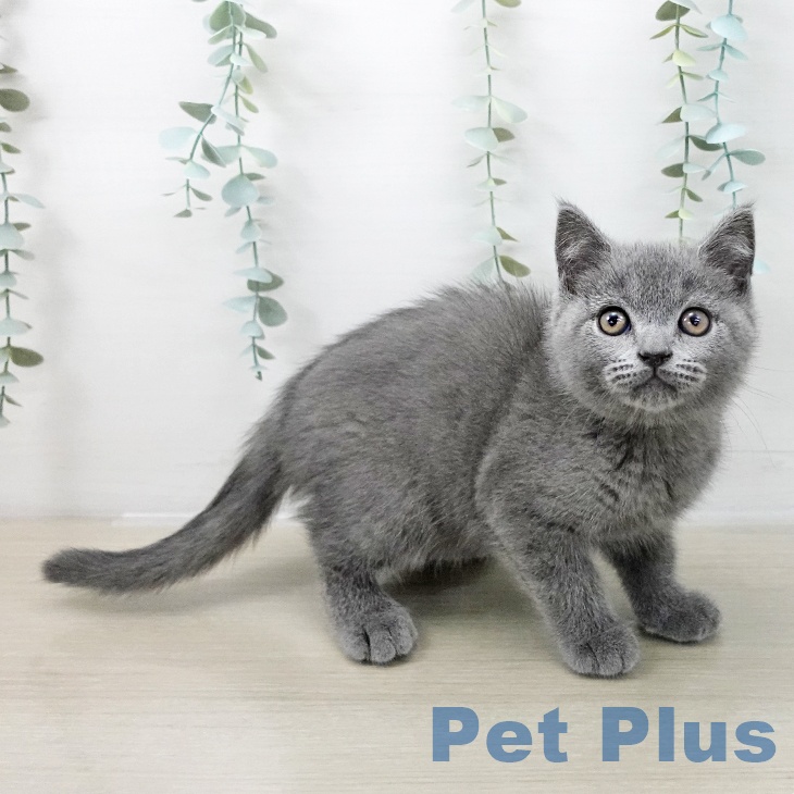 鳥取県のブリティッシュショートヘアー (ペッツワン 日吉津店/2025年10月7日生まれ/男の子/ブルー)の子猫の2枚目の画像