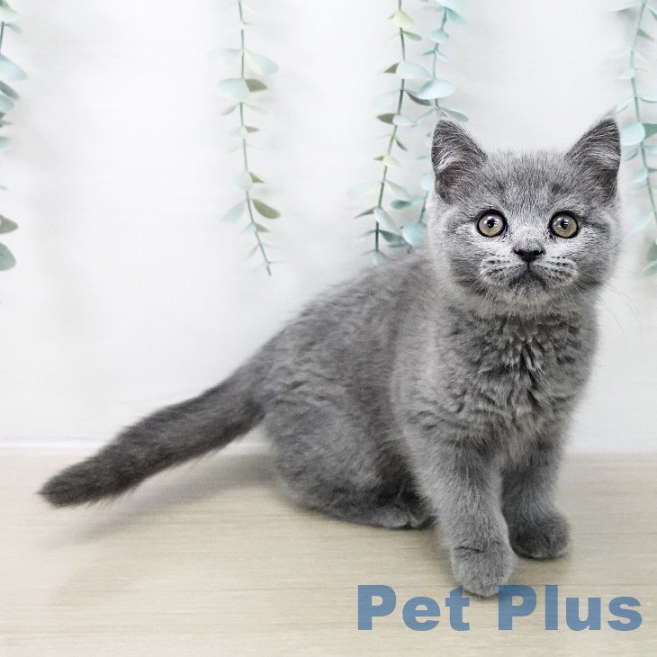 ブリティッシュショートヘア