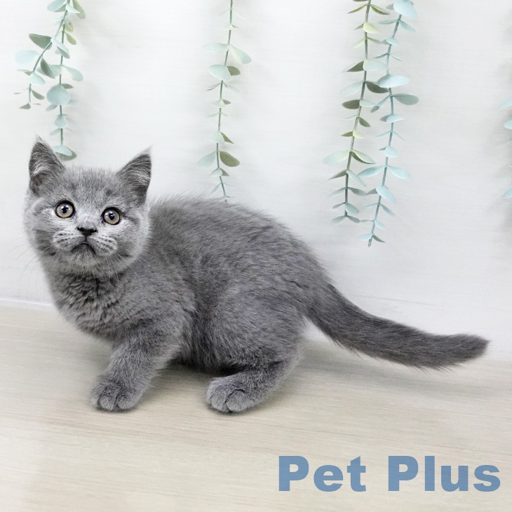 ブリティッシュショートヘア