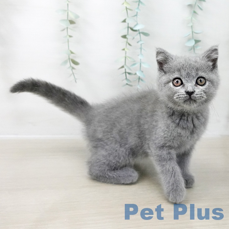 埼玉県のブリティッシュショートヘアー (ペットプラス クレアモール川越店/2025年10月7日生まれ/女の子/ブルー)の子猫の2枚目の画像