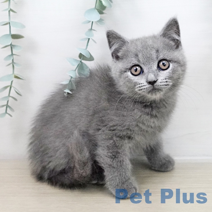 ブリティッシュショートヘア