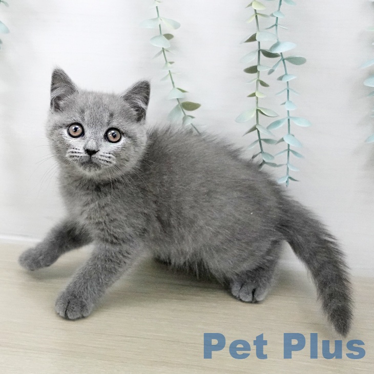 ブリティッシュショートヘア