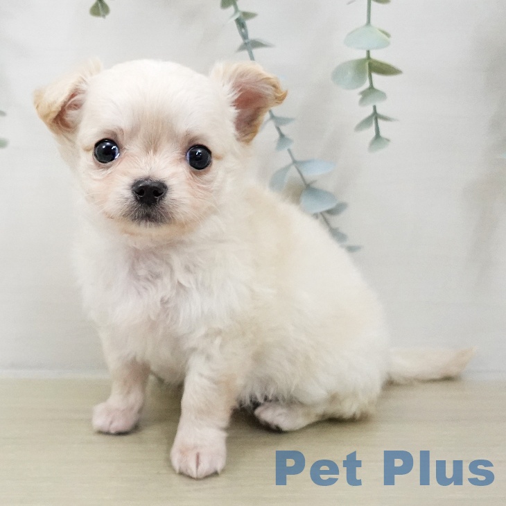 東京都のチワワ(ロング) (ペットプラス 板橋店/2025年10月10日生まれ/男の子/クリームホワイト)の子犬の1枚目の画像