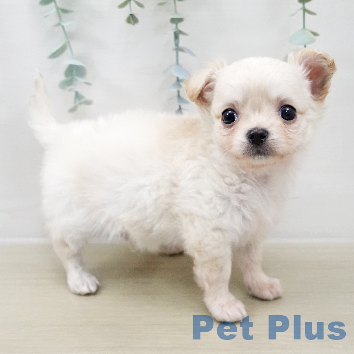 東京都のチワワ(ロング) (ペットプラス 板橋店/2025年10月10日生まれ/男の子/クリームホワイト)の子犬の2枚目の画像
