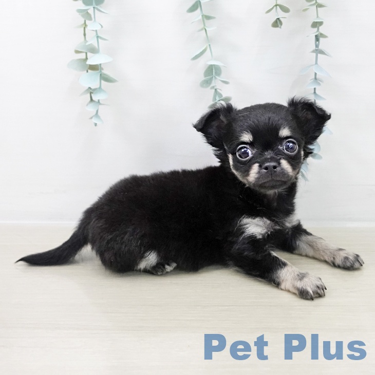 群馬県のチワワ(ロング) (ペットプラス イオンモール太田店/2025年10月10日生まれ/男の子/ブラックタン)の子犬の2枚目の画像