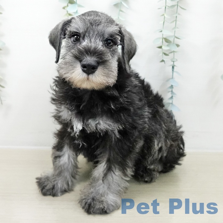 東京都のミニチュアシュナウザー (ペットプラス MARK IS 葛飾かなまち店/2025年9月30日生まれ/男の子/ソルトペッパー)の子犬の1枚目の画像