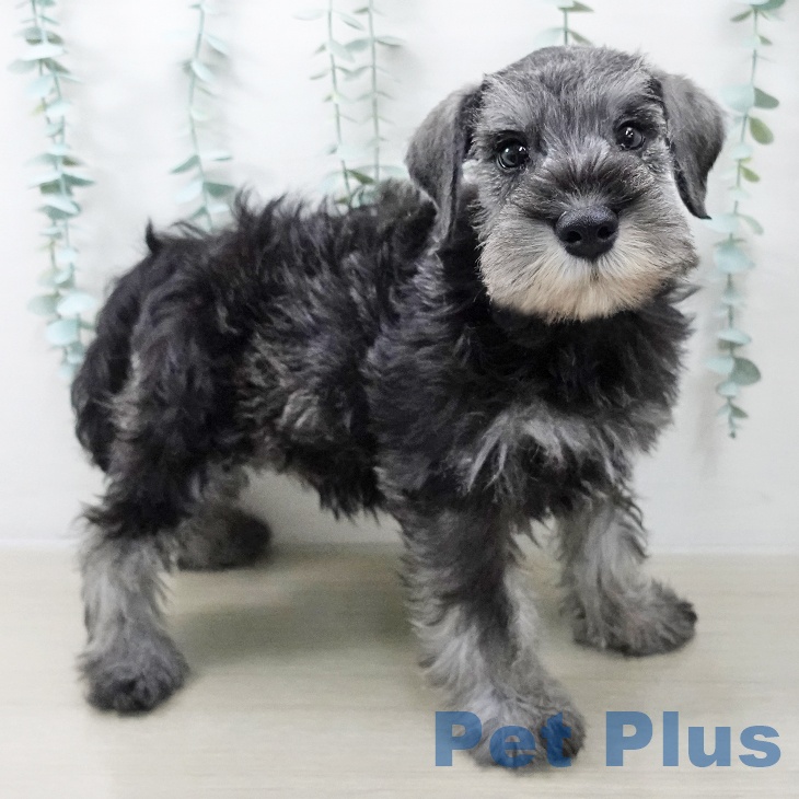 東京都のミニチュアシュナウザー (ペットプラス MARK IS 葛飾かなまち店/2025年9月30日生まれ/男の子/ソルトペッパー)の子犬の2枚目の画像