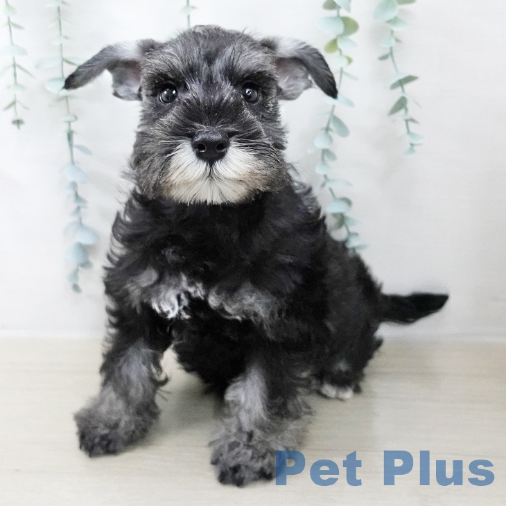 千葉県のミニチュアシュナウザー (ペットプラス 柏店/2025年10月4日生まれ/男の子/ソルトペッパー)の子犬の1枚目の画像