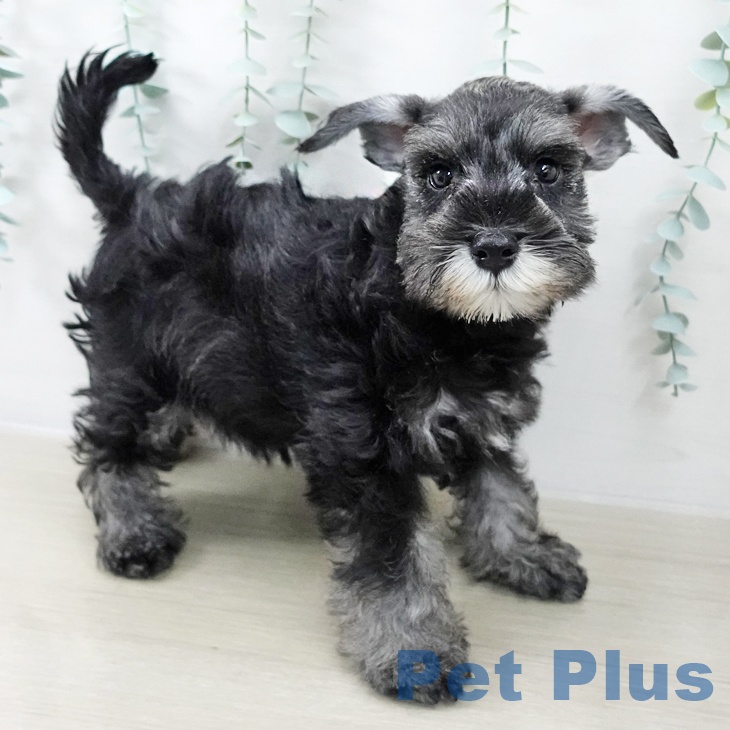 千葉県のミニチュアシュナウザー (ペットプラス 柏店/2025年10月4日生まれ/男の子/ソルトペッパー)の子犬の2枚目の画像