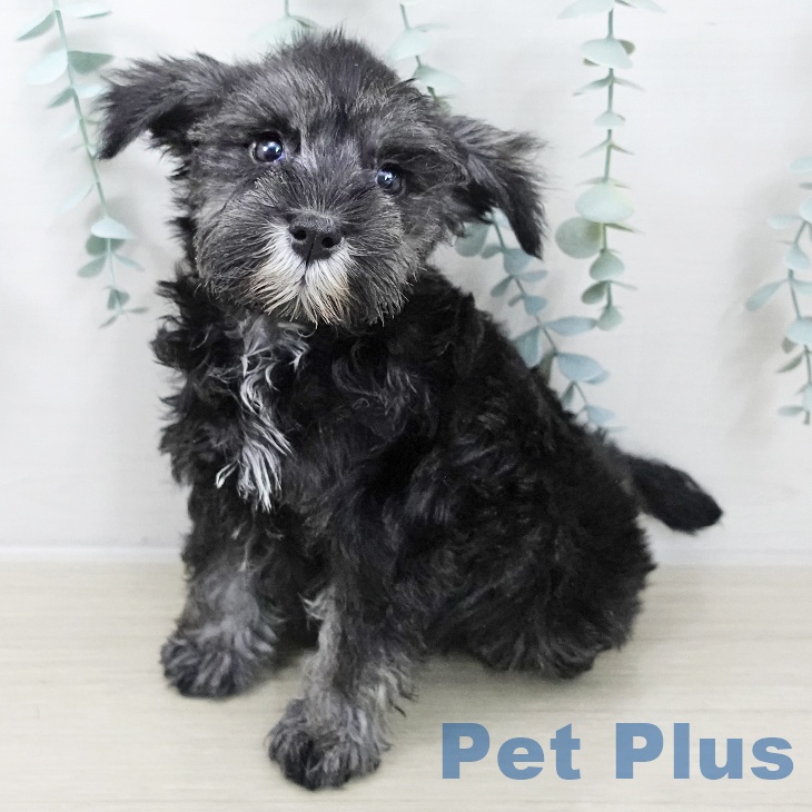 長野県のミニチュアシュナウザー (ペットプラス 松本店/2025年10月4日生まれ/女の子/ソルトペッパー)の子犬の1枚目の画像