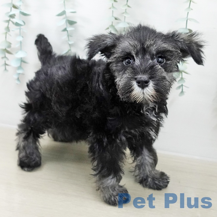 長野県のミニチュアシュナウザー (ペットプラス 松本店/2025年10月4日生まれ/女の子/ソルトペッパー)の子犬の2枚目の画像