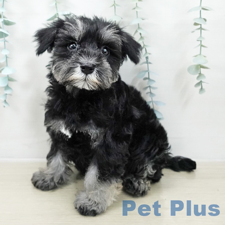 神奈川県のミニチュアシュナウザー (ペットプラス 天王町店/2025年10月4日生まれ/女の子/ブラックシルバー)の子犬の1枚目の画像