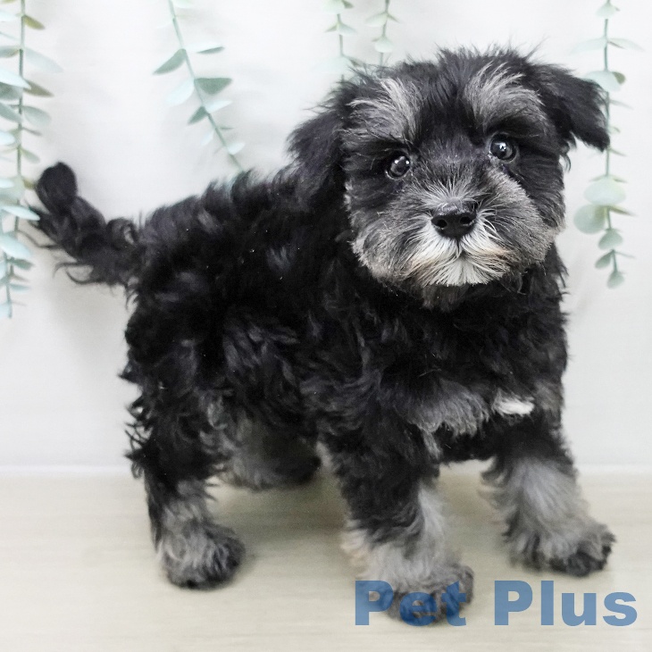 神奈川県のミニチュアシュナウザー (ペットプラス 天王町店/2025年10月4日生まれ/女の子/ブラックシルバー)の子犬の2枚目の画像