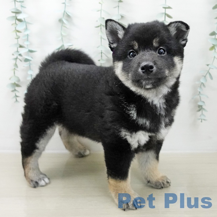 神奈川県の柴犬(標準サイズ) (ペットプラス 川崎ルフロン店/2025年10月10日生まれ/男の子/黒)の子犬の1枚目の画像